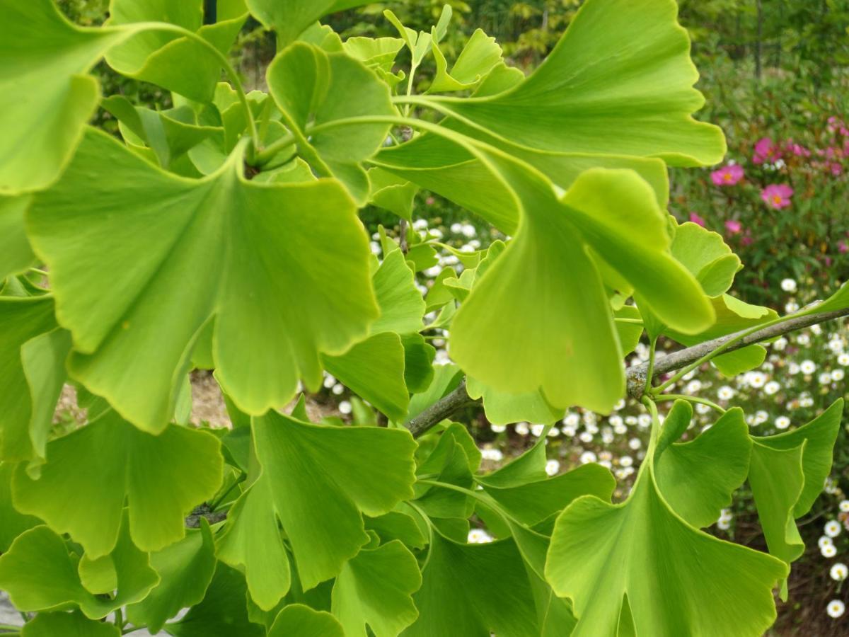 Twin Ginkgo Villa Giverny Exteriör bild